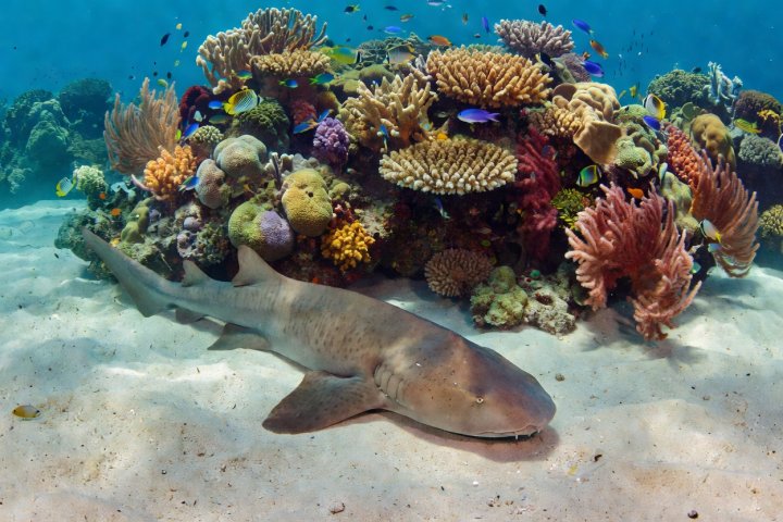 A nurse shark resting on sand with its rounded head and small barbels visible near the seabed