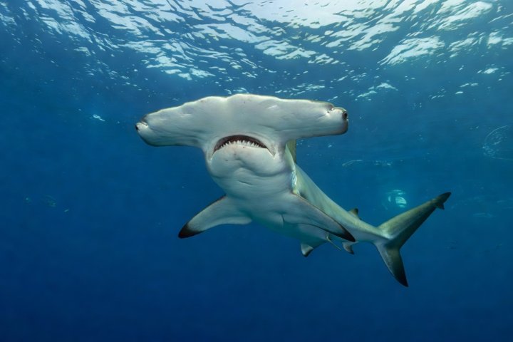 A scalloped hammerhead traveling through blue water with its wide, notched head in view
